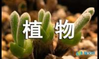 关于描写植物的句子摘抄【参考】