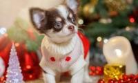 关于给女朋友晚安的暖心话【图】