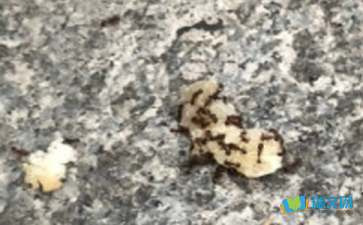 蚂蚁搬食观察日记