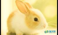 关于可爱的小兔子二年级作文【借鉴】