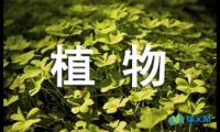 关于观察一种植物的日记【借鉴】