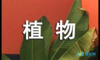 关于观察动植物的学生日记【借鉴】