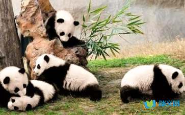 经典美文：失败者身上的熊猫基因