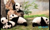 关于经典美文：失败者身上的熊猫基因【借鉴】