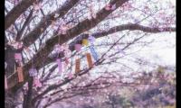 关于坠入星河的温柔仙句英文名字【图】