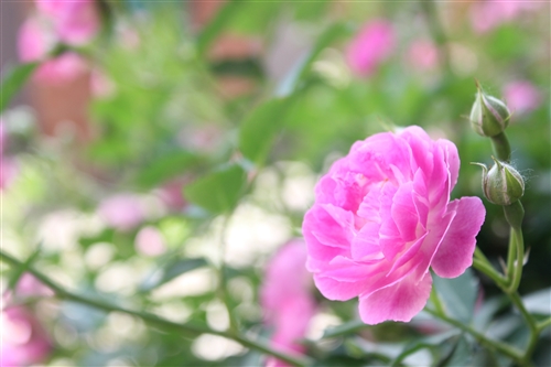 五一劳动节的祝福语