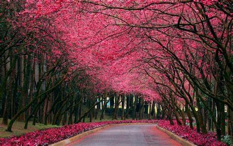 2021春天朋友圈文案 春天优美句子摘抄简短