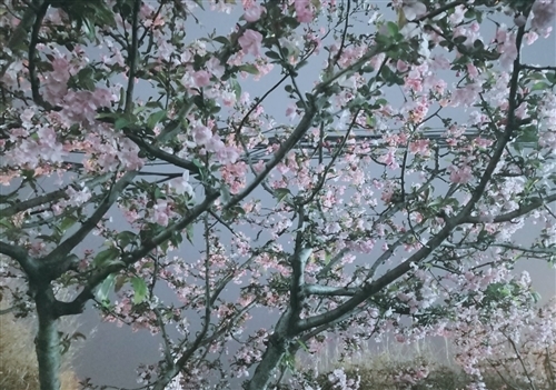 描写樱花的唯美古诗句