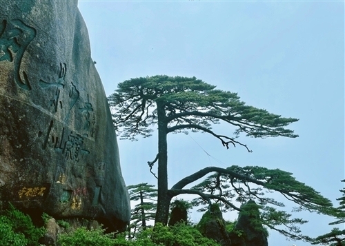 赞美迎客松的优美诗句