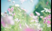 关于春回大地万物复苏的句子 拍花花草草适合发的朋友圈说说【图】