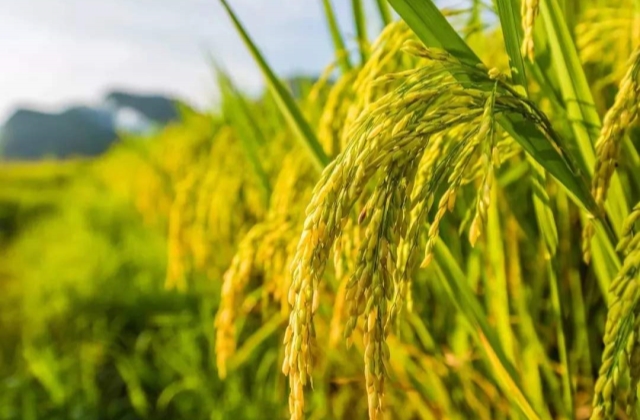 描写水稻的景色的句子 朋友圈关于稻谷的说说