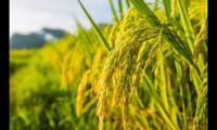 关于描写水稻的景色的句子 朋友圈关于稻谷的说说【图】