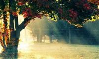关于朝花夕拾摘抄好句 朝花夕拾摘抄好段【图】