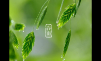 关于谷雨祝福图片加祝福语 谷雨时节图片【图】