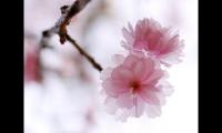 关于倾尽天下乱世繁华语录【图】