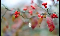 关于雨水节气祝福语【图】