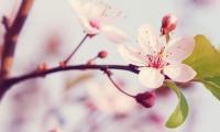 关于陌上花开缓缓归 语录精选【图】