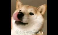 关于舔狗文案or日记整理合集 最卑微的舔狗语录【图】