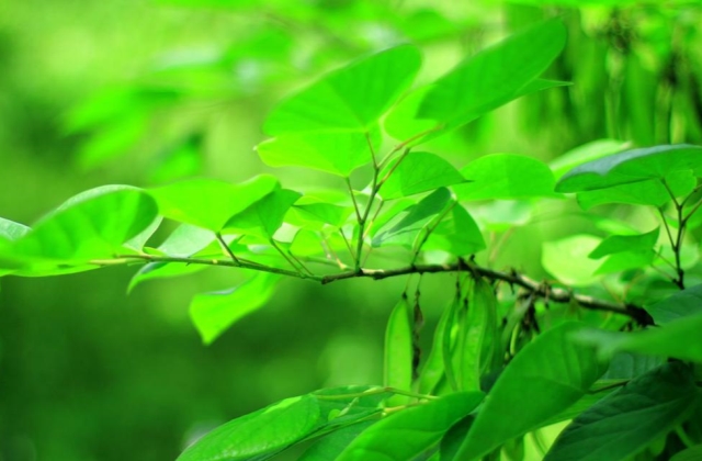 立夏祝福语早安语 适合立夏发朋友圈的说说心情句子