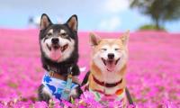 关于隔着屏幕哄女朋友开心百度文库【图】