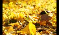 关于白露时节的说说 适合白露发朋友圈的祝福语【图】