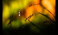 关于大暑早安心语问候语 今日大暑发朋友圈说说心情短语【图】