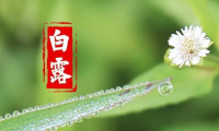 关于白露的祝福语句子【图】