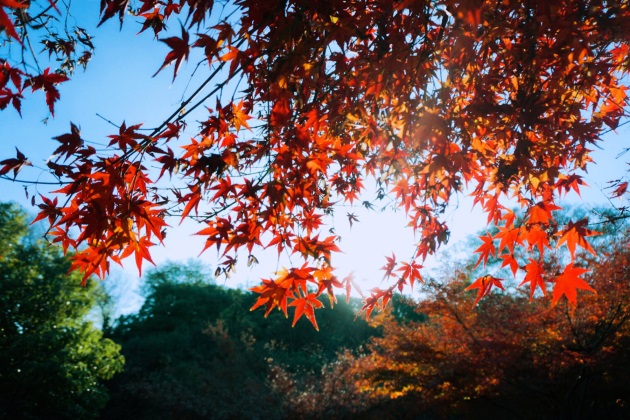 秋天到了怎么发朋友圈？秋天祝福语温馨的话