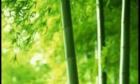 关于竹子的诗句古诗【图】