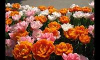 教师节卡片祝福语简短一句话【图】