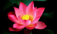 关于佛与莲花的佛语 莲花的禅语【图】
