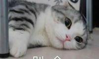 关于自己皮一下很开心的句子【图】