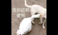 关于骂人的最高境界的句子【图】