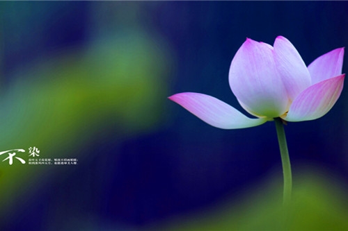 描写刚开放的荷花的诗句