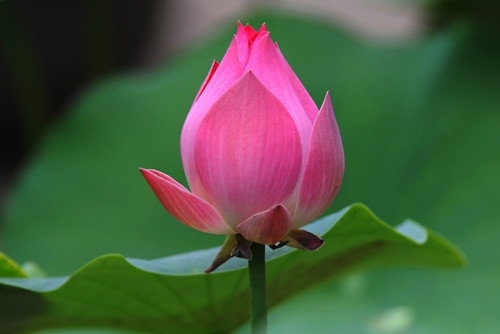 赞美企业发展好的句子