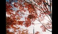 描写枫叶的优美句子和段落