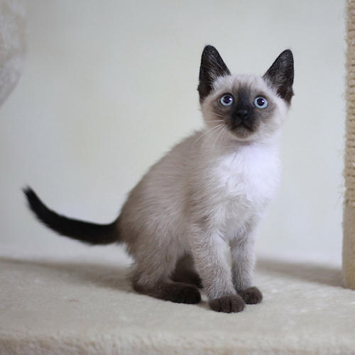 可爱小猫真实图片,超级惹人爱的小猫图片
