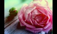教师节给老师的话简短接地气