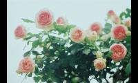 教师节爱心贺卡怎么写祝福语