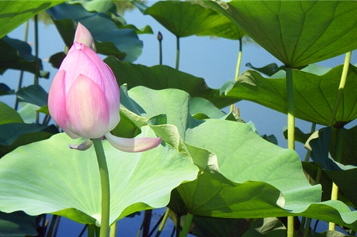 有关荷花的诗句古诗