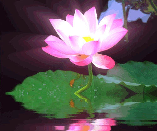 关于莲花的古诗句