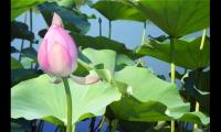 有关荷花的诗句古诗