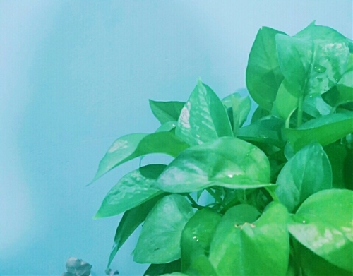描写绿萝的优美句子段落