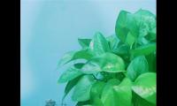 描写绿萝的优美句子段落