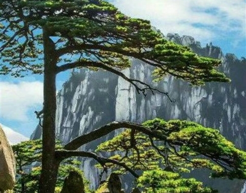 描写迎客松的诗句优美句子