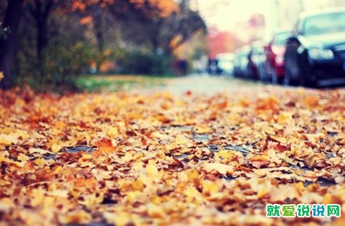 秋天落叶发朋友圈的句子