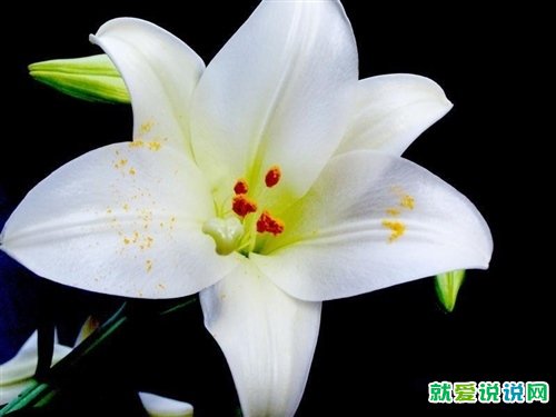 适合发朋友圈百合花的句子