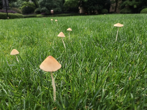 赞美小草顽强的诗句 能体现小草精神的诗句