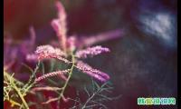 重阳节送给爷爷奶奶的简短祝福语