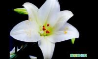 适合发朋友圈百合花的句子